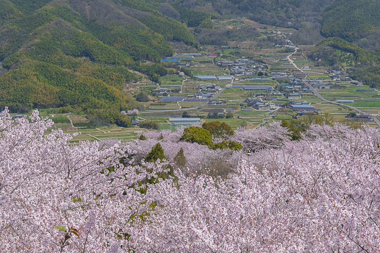 鎌池　和彦（さぬき市）「故郷」　